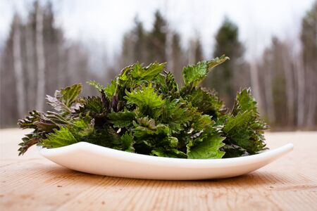 Stinging nettle ( Urtica dioica ) on wooden tableの写真素材