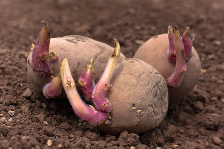 germinating potato before the planting in the vegetable gardenの写真素材