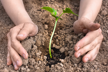 hands of woman planting seedling of cucumberの写真素材