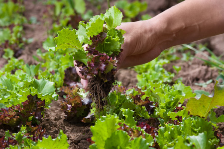 hand of woman gathering lettuce in the gardenの写真素材