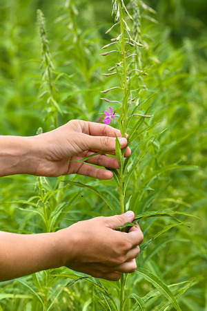 women hands gathering flowers of willow-herb (Ivan-tea) on the meadowの写真素材