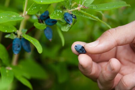 women hand gathering berries honeysuckle, closeupの写真素材