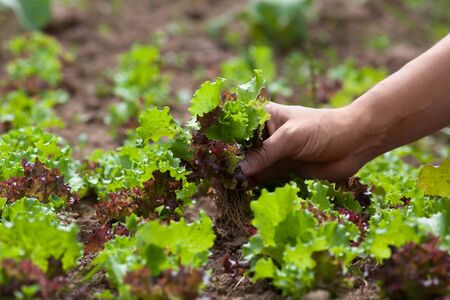 hand of woman gathering lettuce in the gardenの写真素材