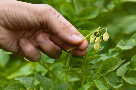 hand picking flowers from the potatoes in the gardenの写真素材