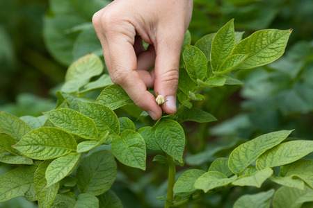 hand picking flowers from the potatoes in the garden