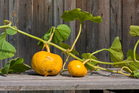 two ripe orange pumpkin on the wooden tableの写真素材