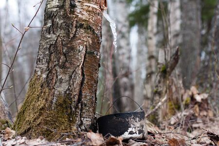 frozen birch sap in spring birch forestの写真素材