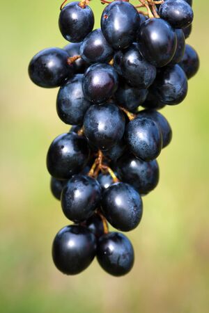 grapes on the blurred backgroundの写真素材