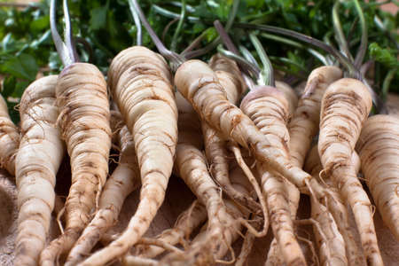 heap of fresh parsley roots, close upの写真素材