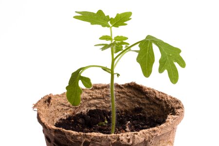 seedling of tomatoes isolated on white backgroundの写真素材
