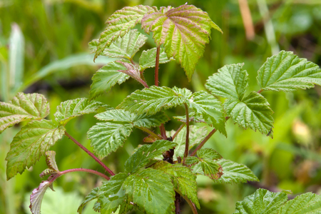 branch of raspberries in the garden, closeup