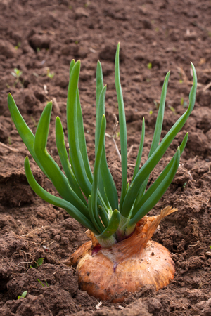 young sprouts of fresh green onions in vegetable gardenの写真素材