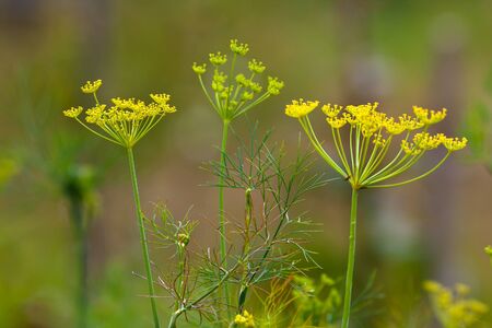 flowers of dill in the garden (selective focus used)