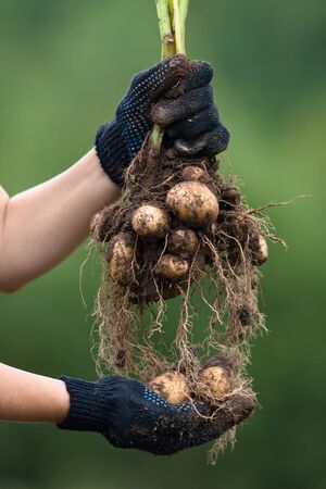 women hands in gloves holding digging bush potato on blurred backgroundの写真素材