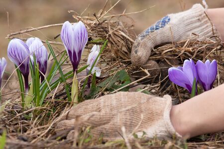 hands in gloves removing old grass and leaves from the flowerbed with crocuses in the gardenの写真素材