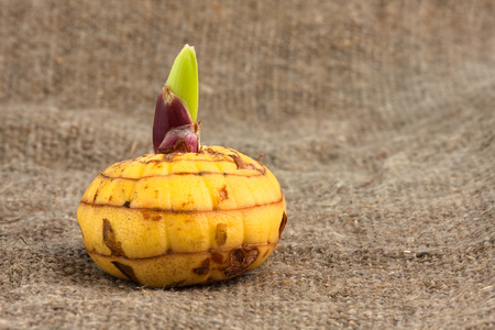 yellow bulb of gladiolus on burlap background, closeupの写真素材