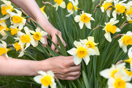 hands picking narcissus flowers in the garden, closeupの写真素材
