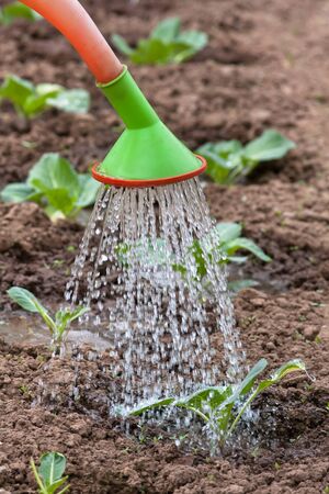 watering the cabbage in the vegetable garden, closeupの写真素材