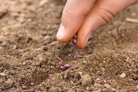 closeup of woman hand planting seeds in soil in the gardenの写真素材