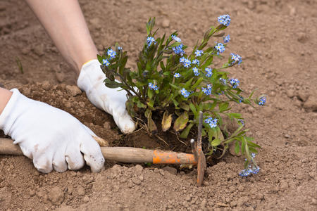 hands in gloves planting forget-me-not in the gardenの写真素材