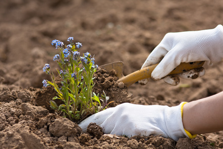 hands in gloves planting forget-me-not in the gardenの写真素材