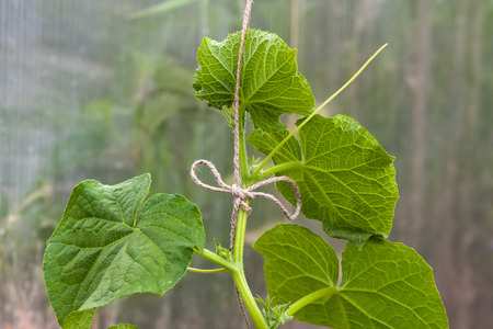 growing cucumbers in the vegetable garden, closeupの写真素材