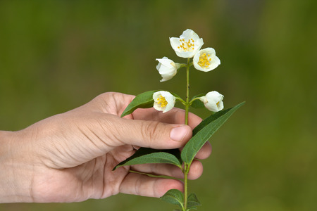 hand holding jasmine flower on blurred backgroundの写真素材