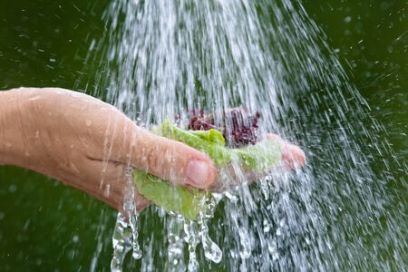hands washing an green lettuce under flowing water on green backgroundの写真素材
