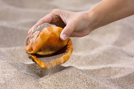 hand holding sea shell on the beach