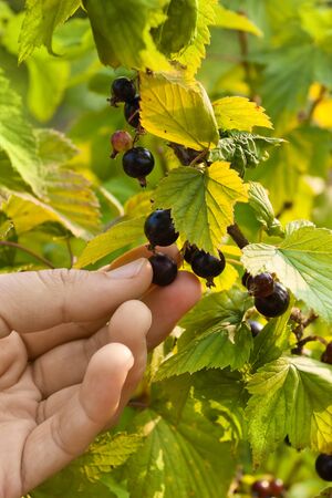 hand picking berries of black currant in the gardenの写真素材