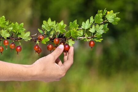 hand picking ripe red berries of gooseberry in the gardenの写真素材