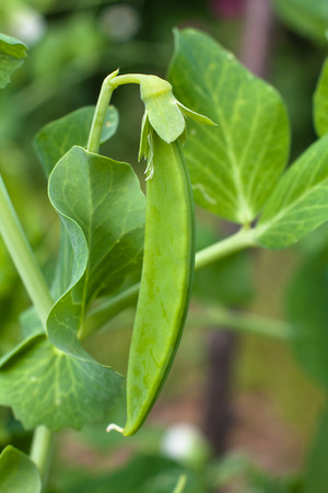 pod of green pea in the vegetable gardenの写真素材
