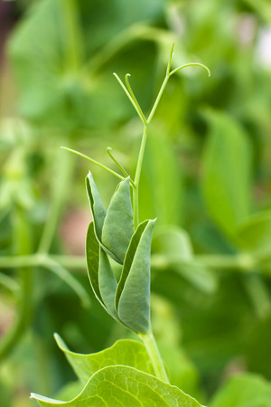 tendril of green pea in the vegetable gardenの写真素材