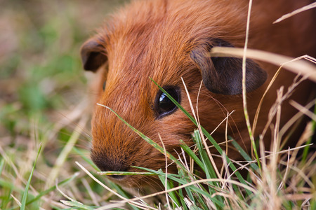 red young guinea pig in the grassの写真素材