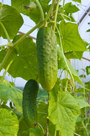 cucumbers growing in the vegetable garden, closeupの写真素材