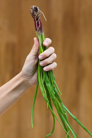 hands with fresh green onion on blurred brown backgroundの写真素材