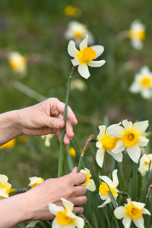 hands of gardener picking narcissus flower in the gardenの写真素材
