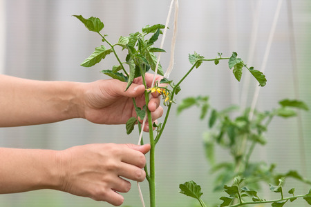 hands of gardener tied up tomato plant in the greenhouseの写真素材