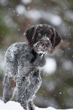 puppy of hunting dog on the winter walkingの写真素材