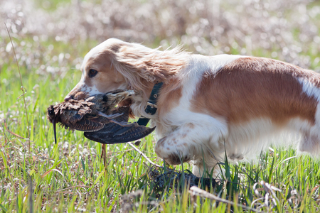hunting dog carrying a woodcock to the ownerの写真素材
