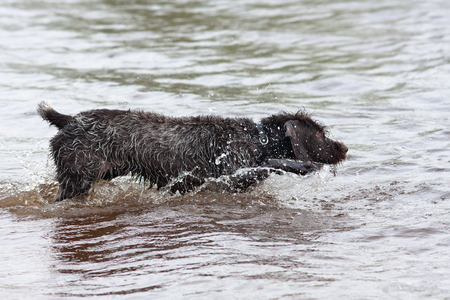 hunting dog german wirehaired pointer on the river ready to swim