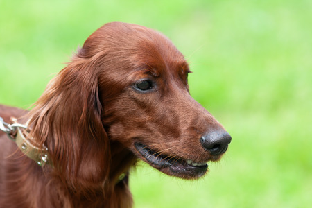 portrait of Irish setter on green blurred backgroundの写真素材