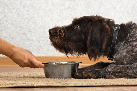 hand of woman holding a bowl with food for dog which waiting mealの写真素材