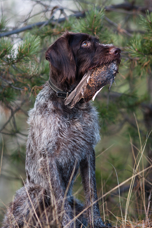 hunting dog german wirehaired pointer with wing of black grouse during training the dog