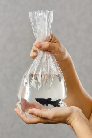hands holding a package with a purchased aquarium fishの写真素材