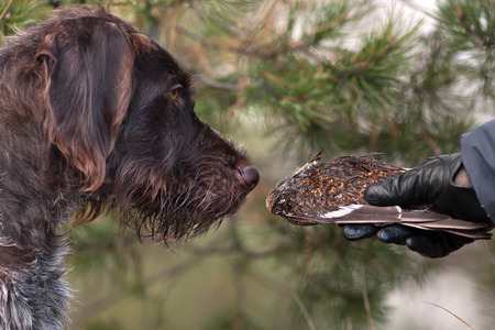 training hunting dog using wing of black grouseの写真素材