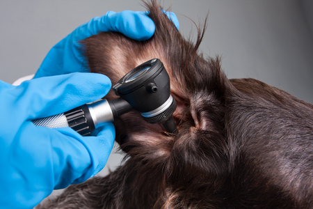 hands of veterinarian examining ear of dog with otoscope in vet clinicの写真素材