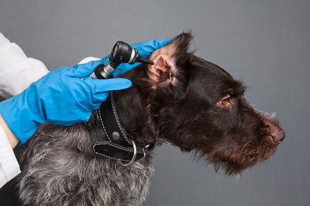 hands of vet examining ear of dog with otoscope in vet clinicの写真素材