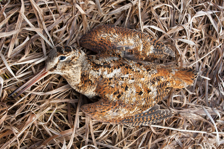 spring hunting trophy - woodcock on the grassの写真素材