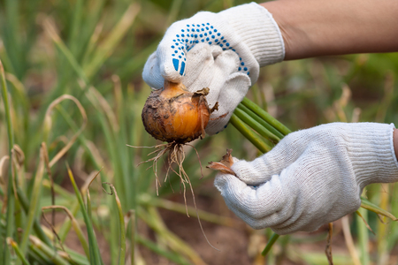fresh harvested bulb of onion in hands of gardenerの写真素材
